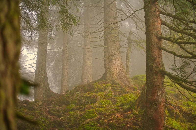 Forests